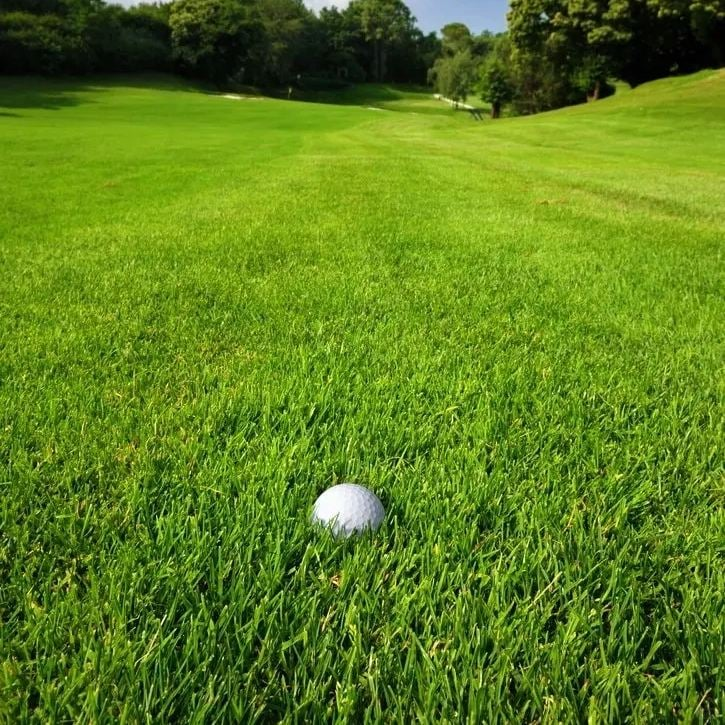 🔥Last Day Promotion 49% OFF🔥🌱2026 Evergreen Dwarf Grass Seed for Four Seasons